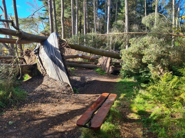 Crombie Country park after Storm Arwen.