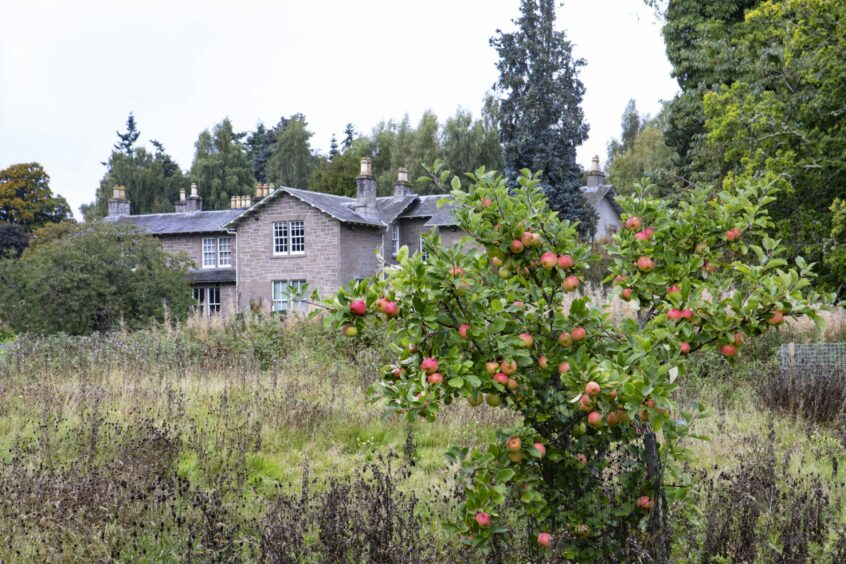 Battleby House with apple tree in foreground.