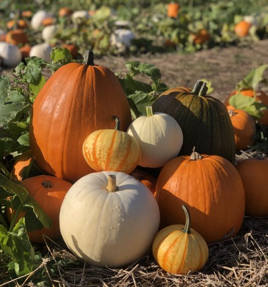 pumpkins in field at Cairnie Fruit Farms