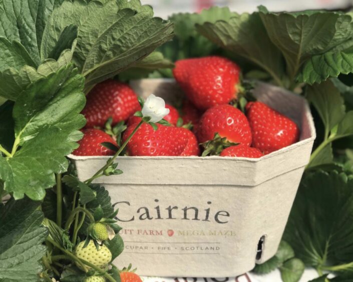A basket of strawberries from Cairnie Fruit Farm in Fife