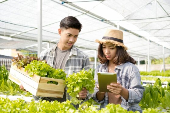 Two farmers use a tablet on their vegetable farm