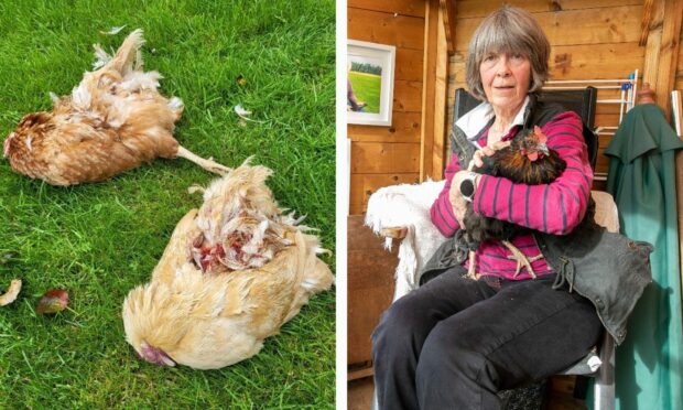 Two chickens that were killed in the dog attack at the Perth farm and owner Mary Moore