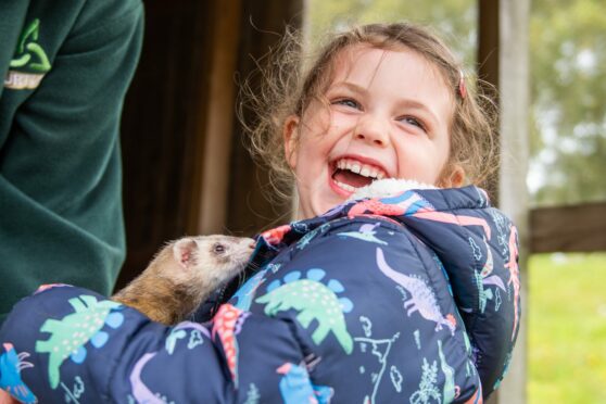 Young visitor Arabella Richardson handles one of the ferrets at Murton. Imager: Kim Cessford/DC Thomson