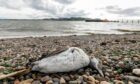 A dead seabird at Broughty Ferry