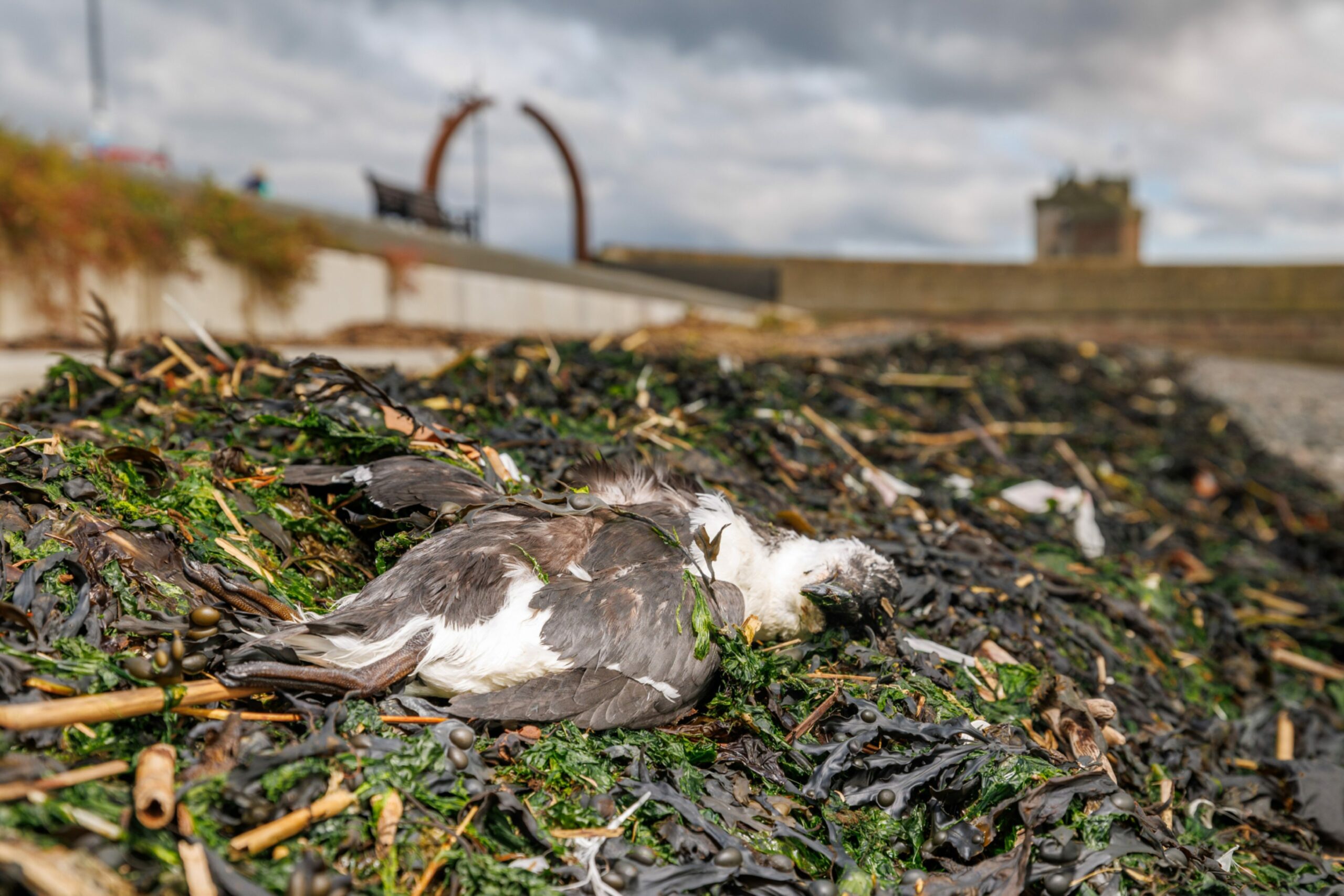 A dead seabird among the seaweed near Broughty Castle in Broughty Ferry