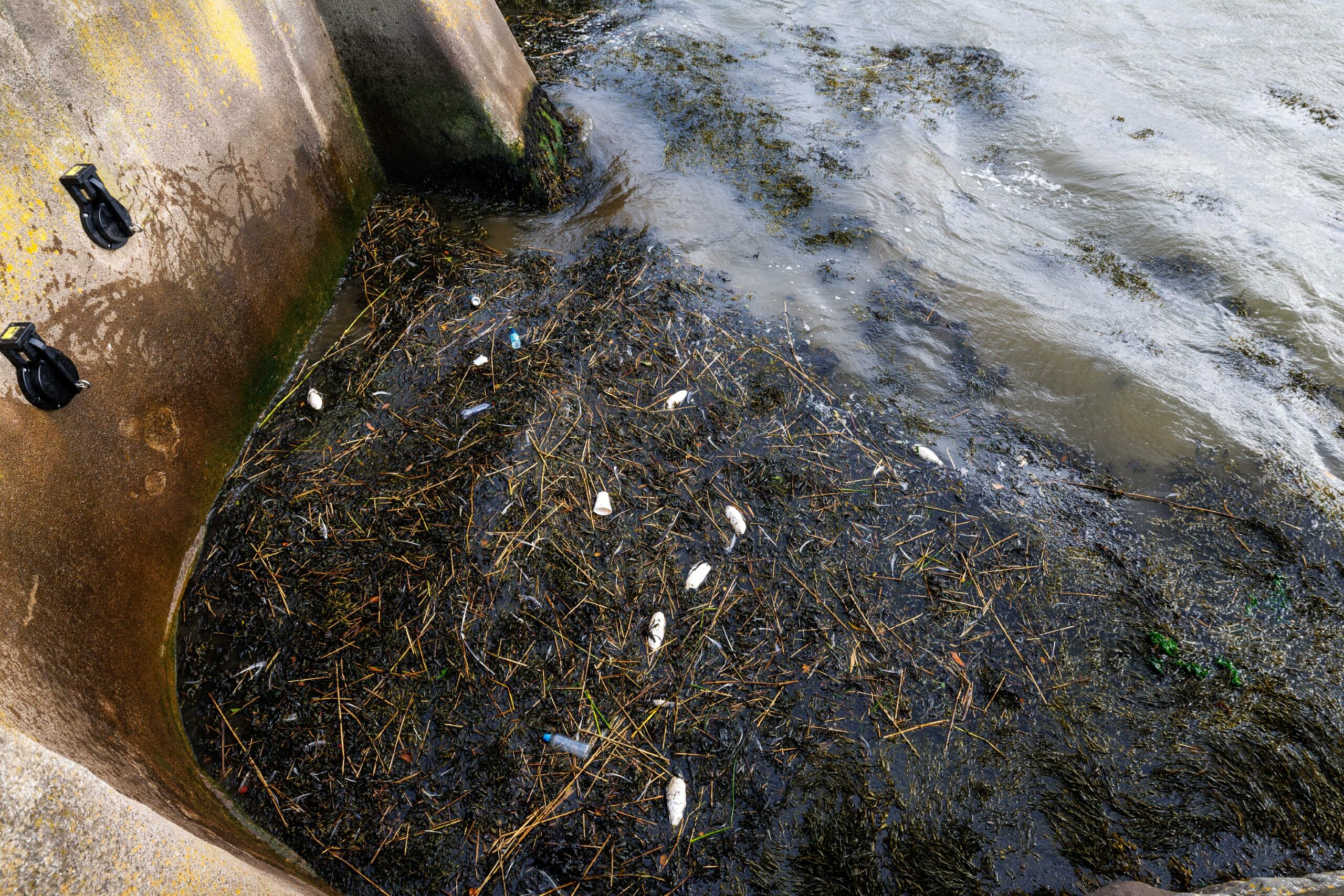 Several dead seabirds on the shoreline near Broughty Castle in Broughty Ferry