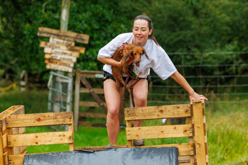 Amy Cantwell from Dunkeld with Nessie the miniature Daschund clambering over an obstacle at Auchingarrich