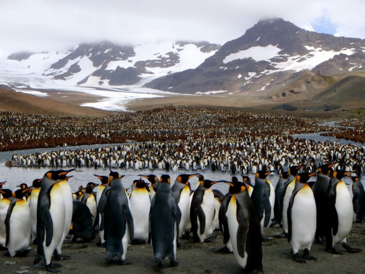 King penguins on South Georgia. Image: George Lemann.