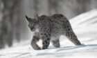 Should Scotland bring back the lynx? Image: Peter Cairns/Scotland: The Big Picture.