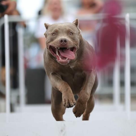 Dundee owner's XL Bully is the only in the world that competes in Flyball 