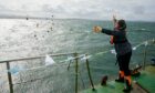 Native oysters are returned to the Firth of Forth
