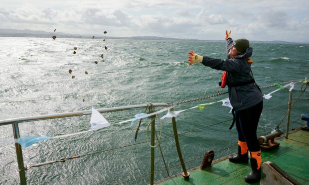 Native oysters are returned to the Firth of Forth