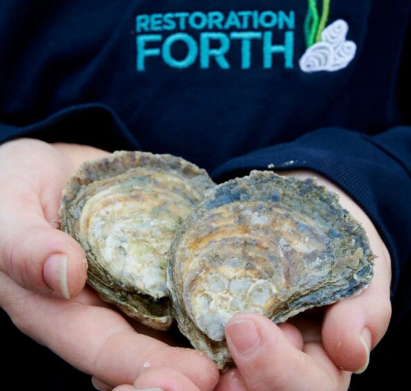 Oysters are being returned to the Firth of Forth