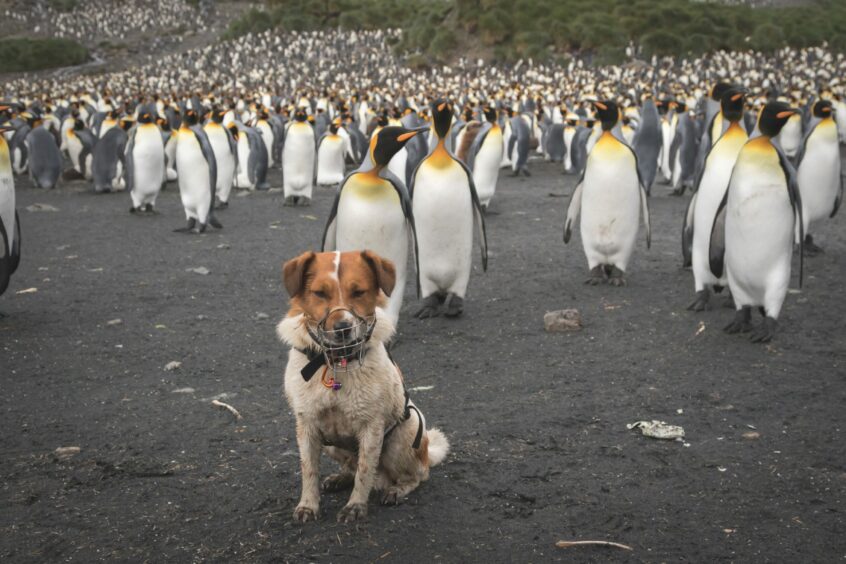 Rodent detection dog Wai on South Georgia with penguins. Image: Oliver Prince.