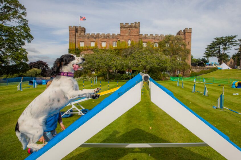 Black and white spaniel trotting over agility obstacle in front of Scone Palace.