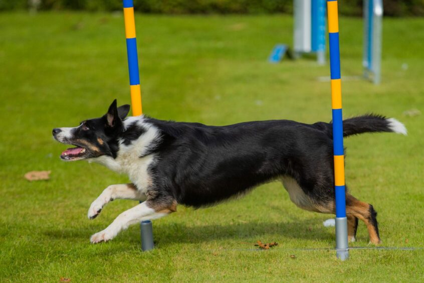 Black and white collie running between poles on dog agility course.