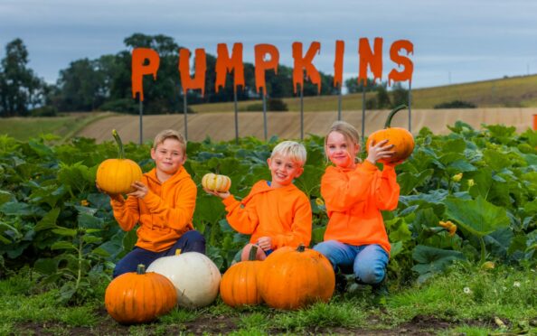 Pick your own pumpkin at Ethiebeaton Farm. Helping to get the patch ready are Ben McDonald, 11, and cousins Hugh, 8, and Anna, 11. Image: Steve MacDougall/DC Thomson.
