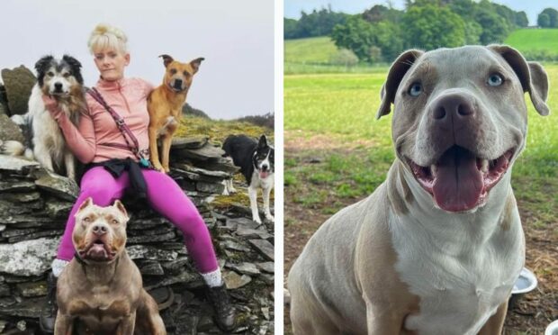 Loraine Kidd with dogs including XL Bully Ziaan, and XL Bully Blu owned by Dundee woman Shan Shanks