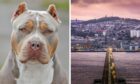The XL Bully breed, which has been responsible for attacks in Dundee, could be banned.