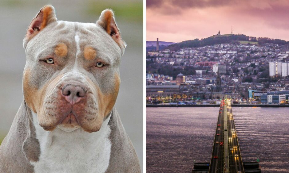 XL Bully dog and a general view of Dundee.