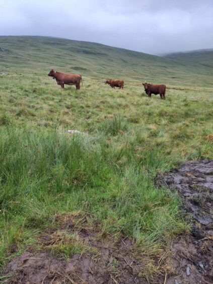 Three cattle in mist on Ben Lawers