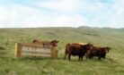 Cattle grazing next to Ben Lawers sign.