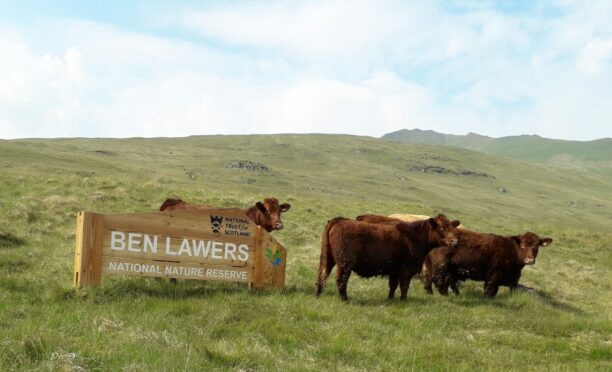 Cattle grazing next to Ben Lawers sign.