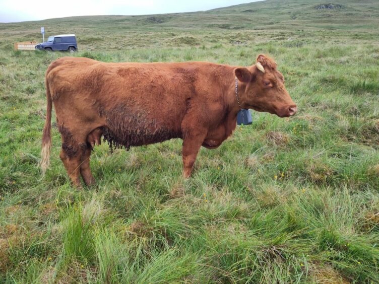 Cow wearing GPS collar on Ben Lawers