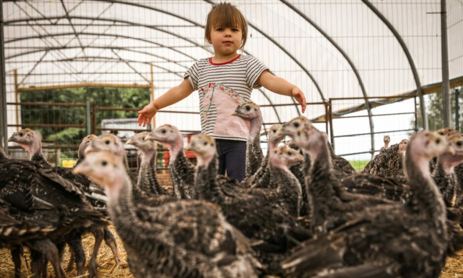 Elizabeth, 3, rounding up turkeys.