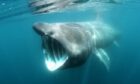 A basking shark in the sea.