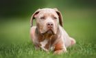 An XL Bully puppy. Image: Shutterstock