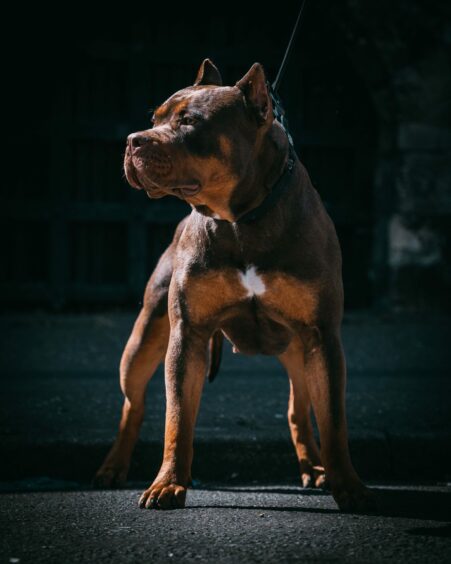 A brown XL Bully dog. Image: Shutterstock.