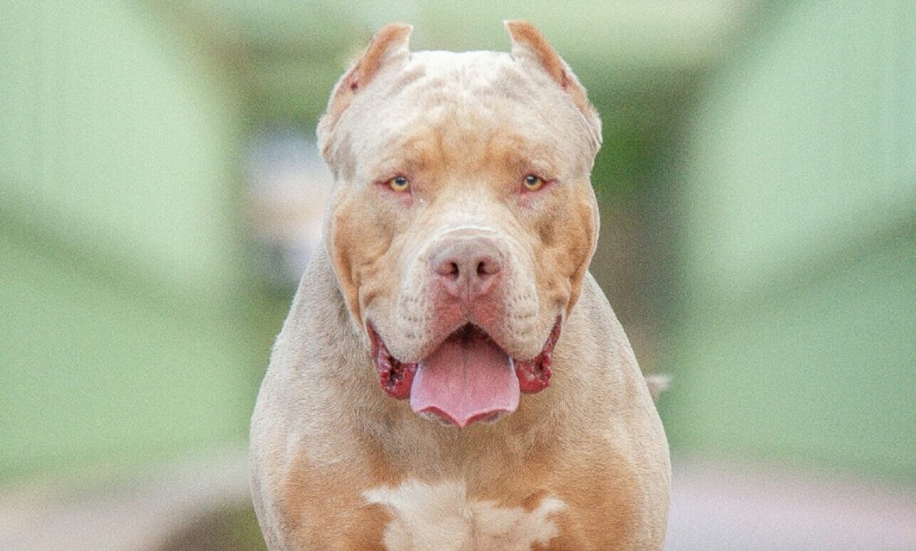 An XL Bully dog, similar to the one involved in the Dundee attack.