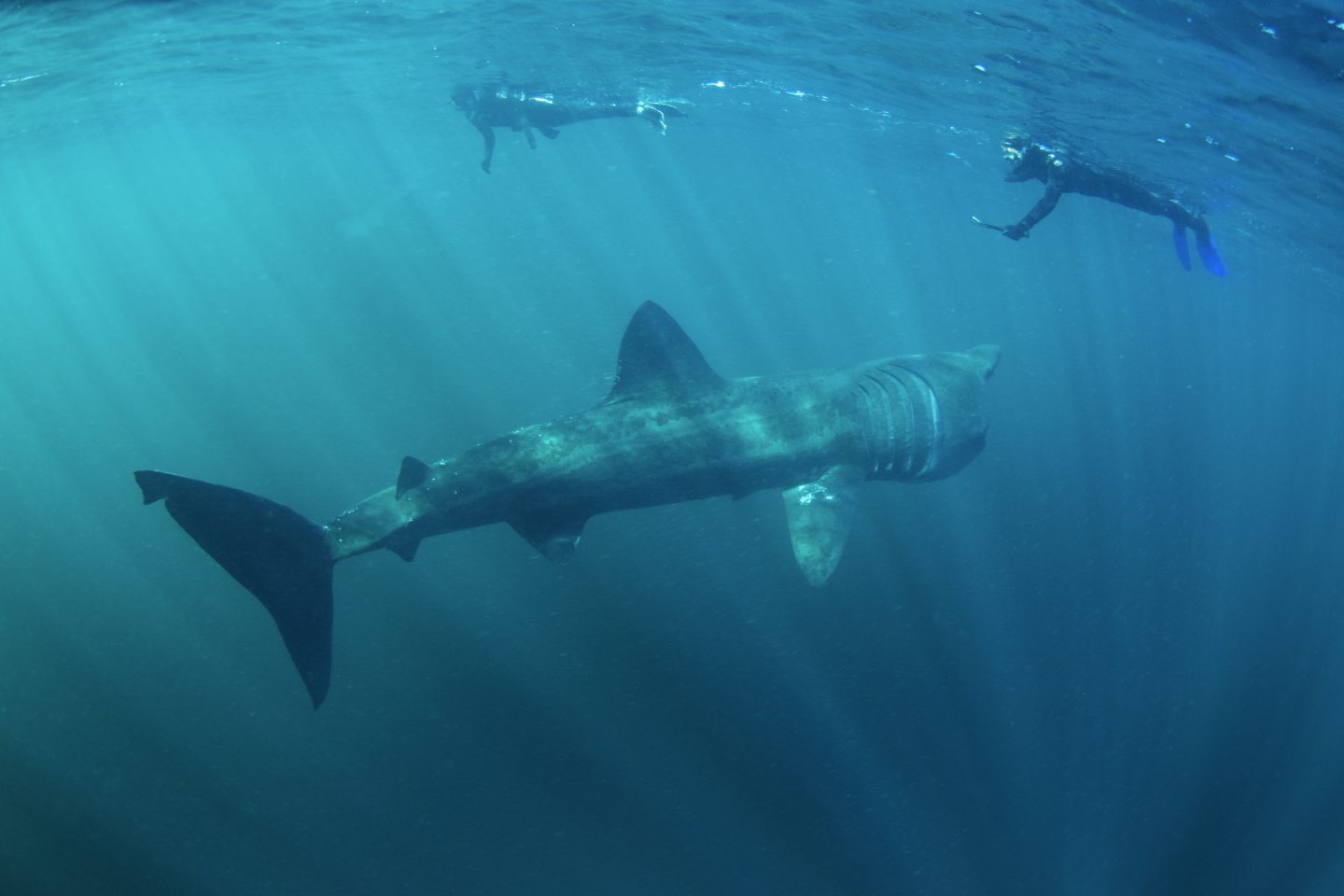 A basking shark in the Scottish seas