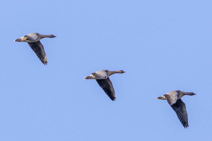 Pink-footed geese arriving at Montrose Basin.