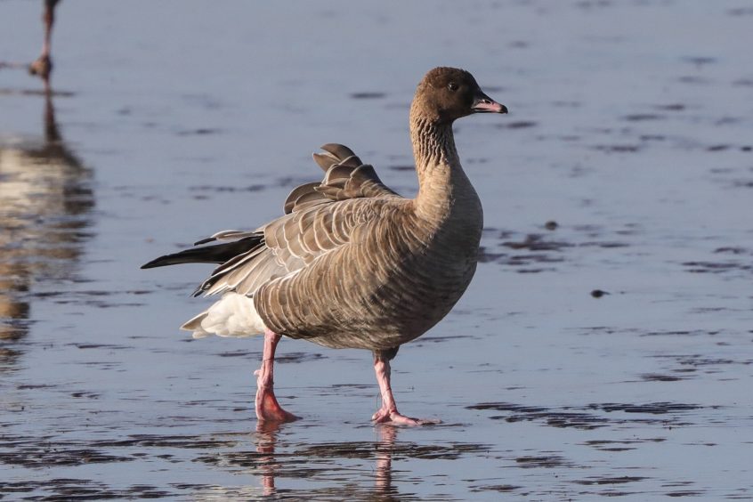 Pink-footed geese arriving at Montrose.