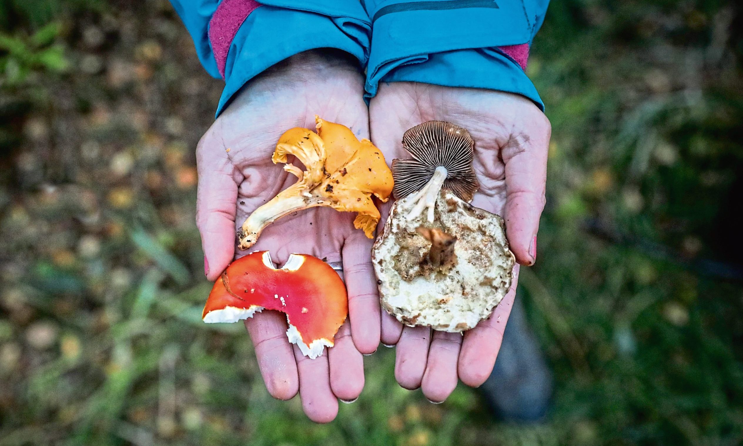 Writer Gayle Ritchie holds out some of the fungi found during a foraging walk in Bishop's Woods in Fife. Image: Mhairi Edwards.
