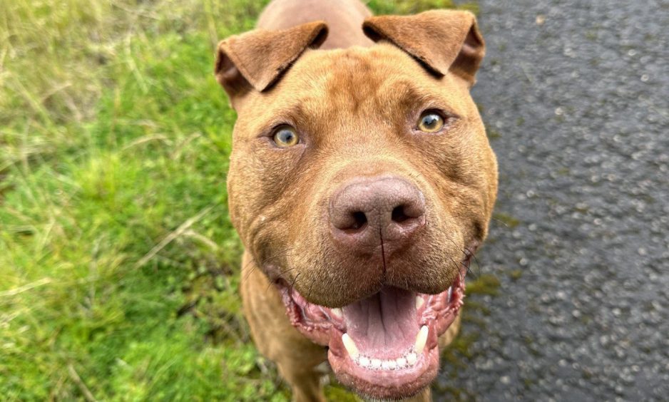 Mico the pitbull-type dog from Fife