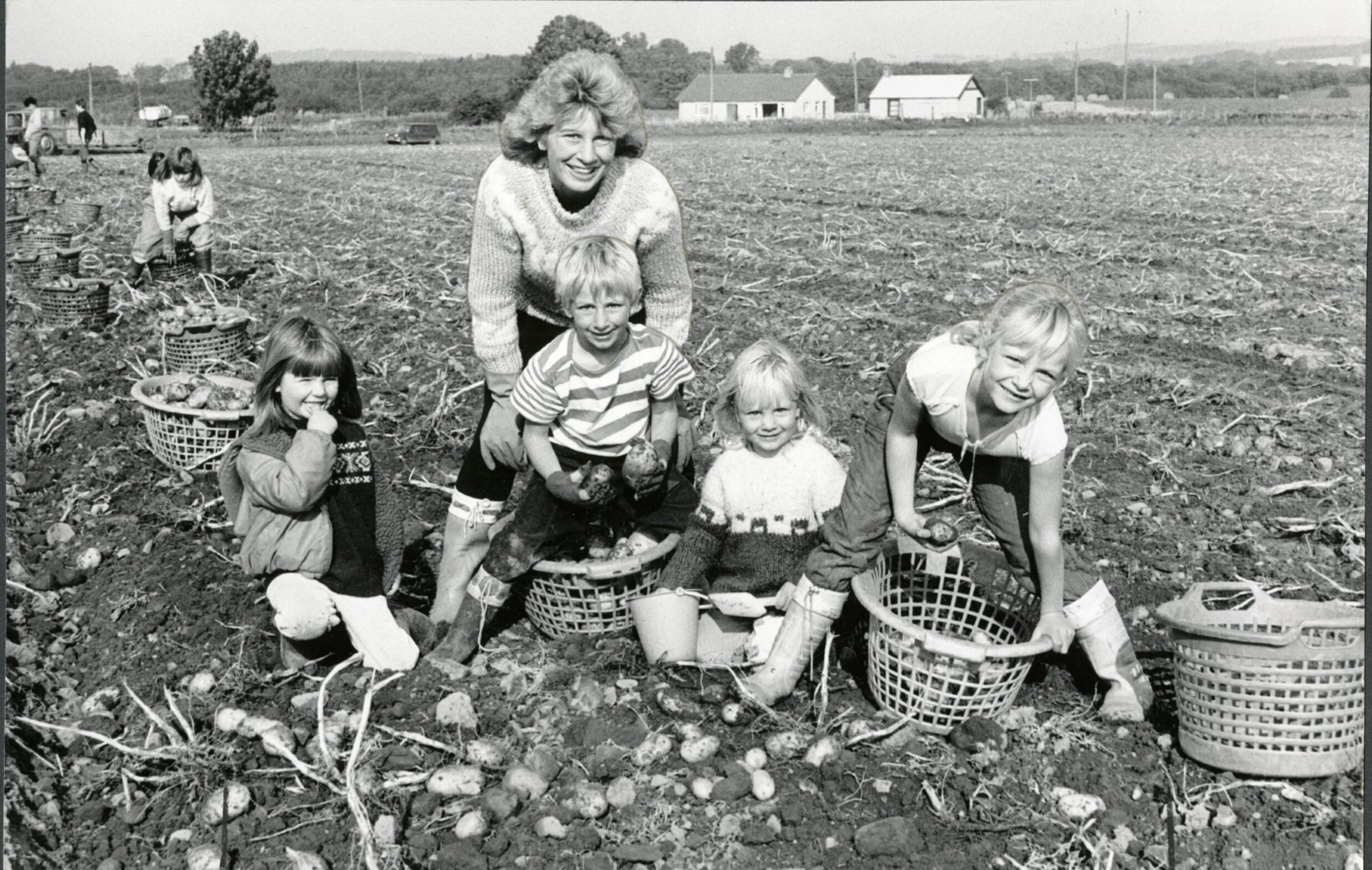 Angus tattie picking in days gone by. Image: DC Thomson