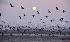 Vast numbers of pink-footed geese are already arriving at Montrose. Image: Scottish Wildlife Trust