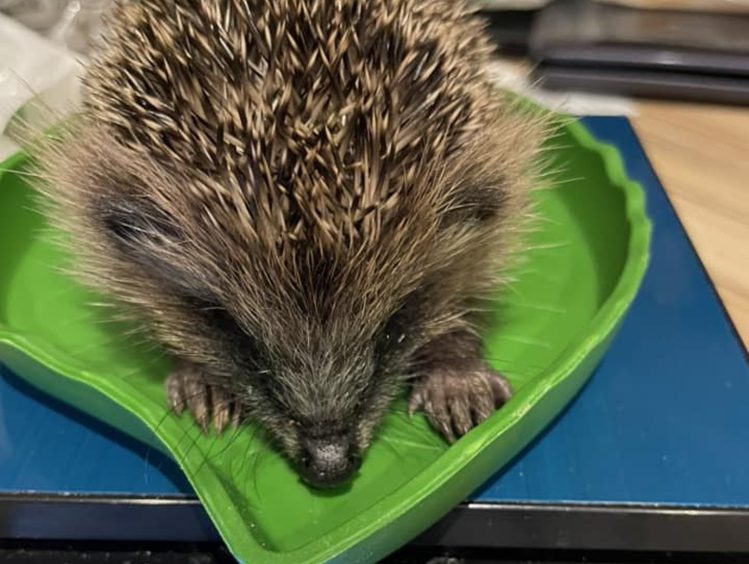 20 hedgehogs were rescued from rising flood water amid Storm babet