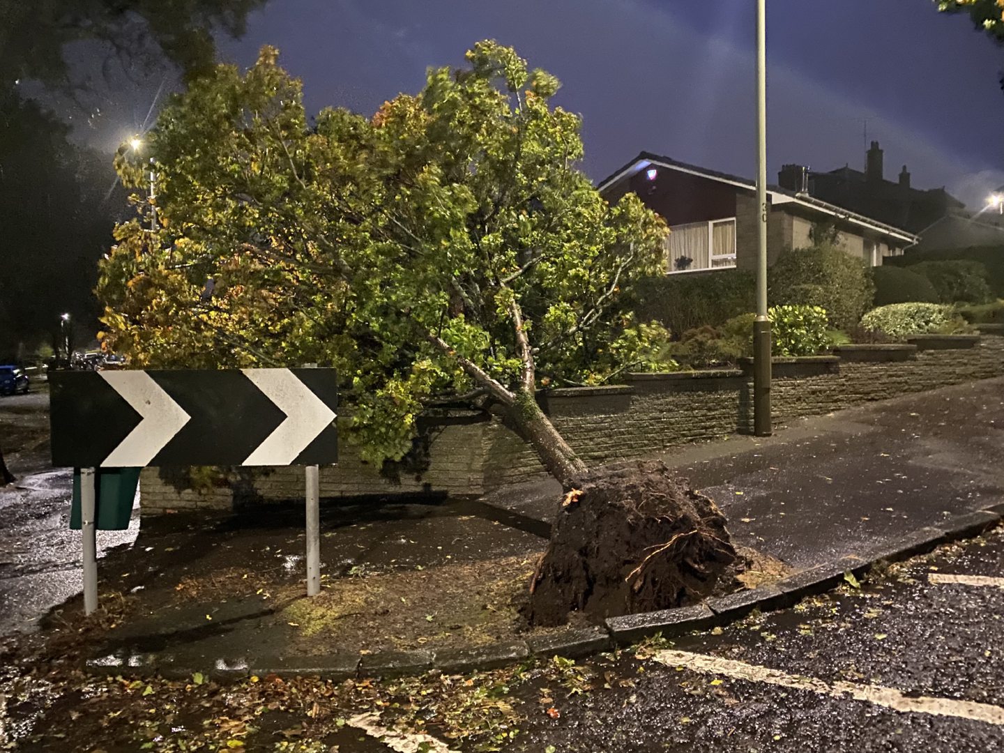 Tree ripped out of pavement at Dundee's Blackness Avenue during Storm Babet.