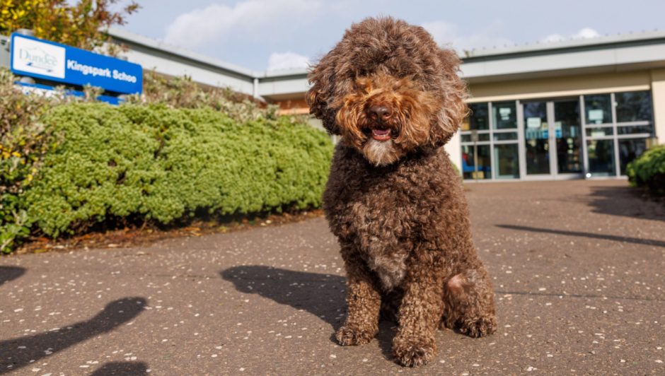 Dog Benji outside Kingspark School