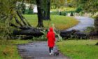 Hundreds of trees came down during Storm Babet. Image: Kenny Smith/DC Thomson
