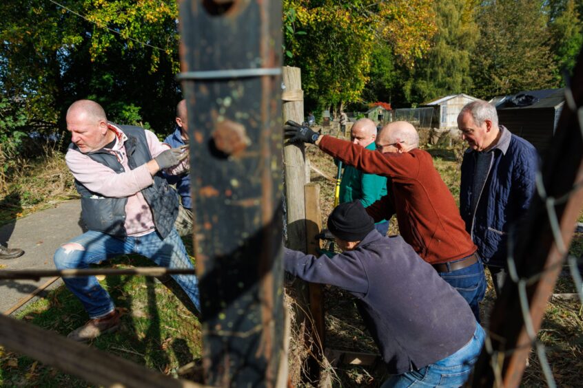 Group of men repairing boundary fence at Moncreiffe Island allotments.
