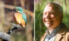 A side by side image of a kingfisher perched on a branch and the smiling Dundee Botanic Garden Curator, Kevin Frediani.