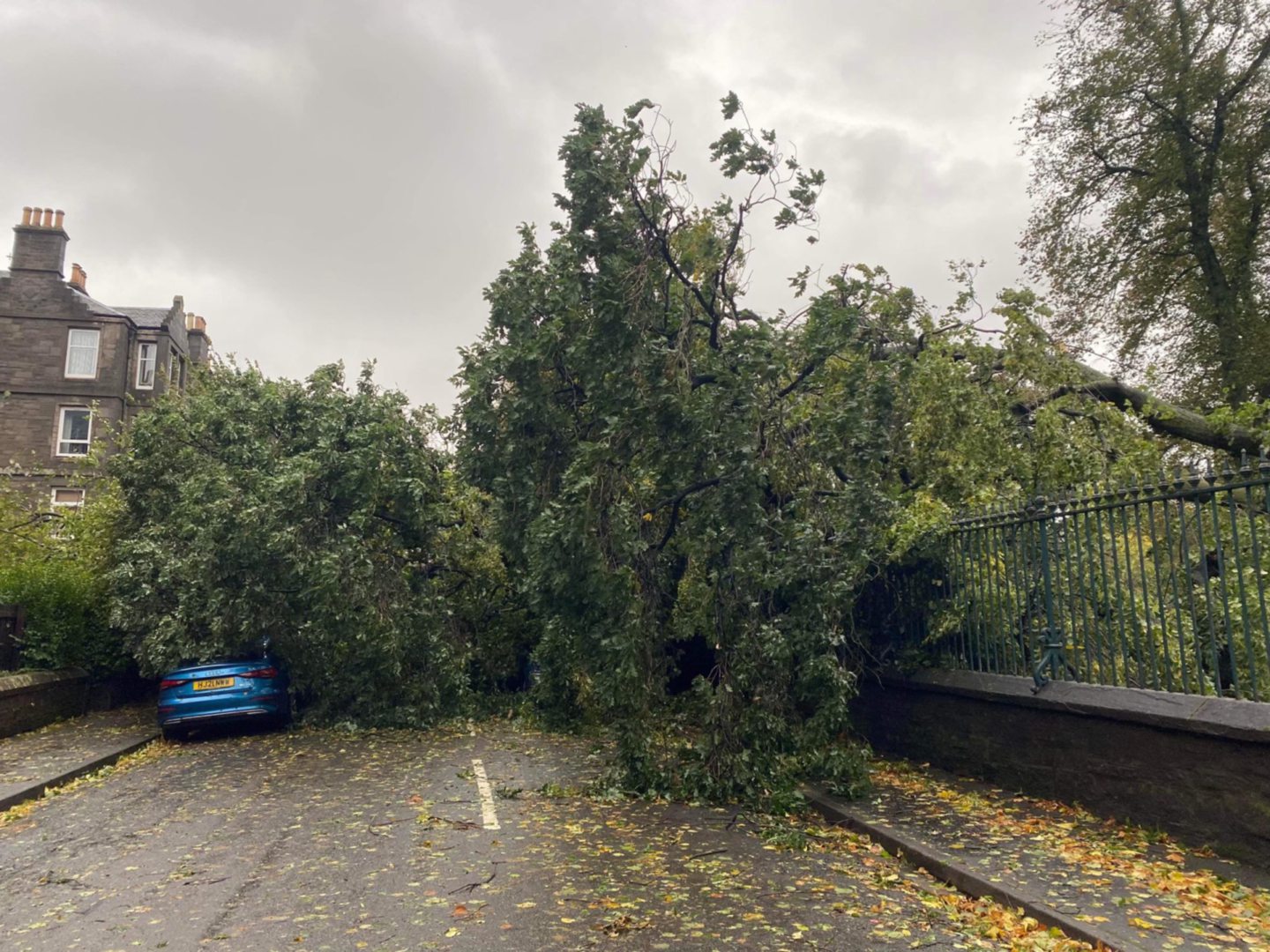 Fallen trees at Baxter Park Terrace.