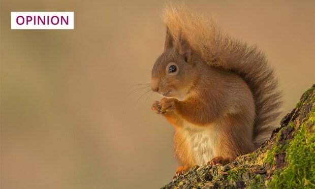 Red squirrels are native to Scotland, but are rare to spot. Image: DC Thomson.
