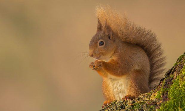 Red squirrel.