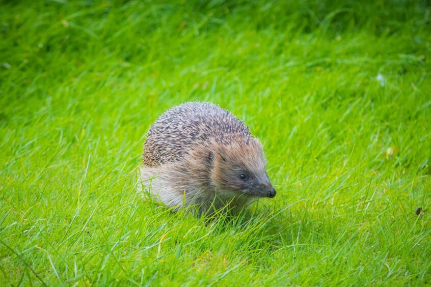 Hedgehog 